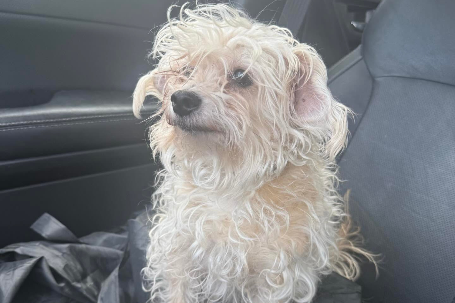 Hysterics As Dog Gets Groomed, Looks Like He ‘Went to Rehab’