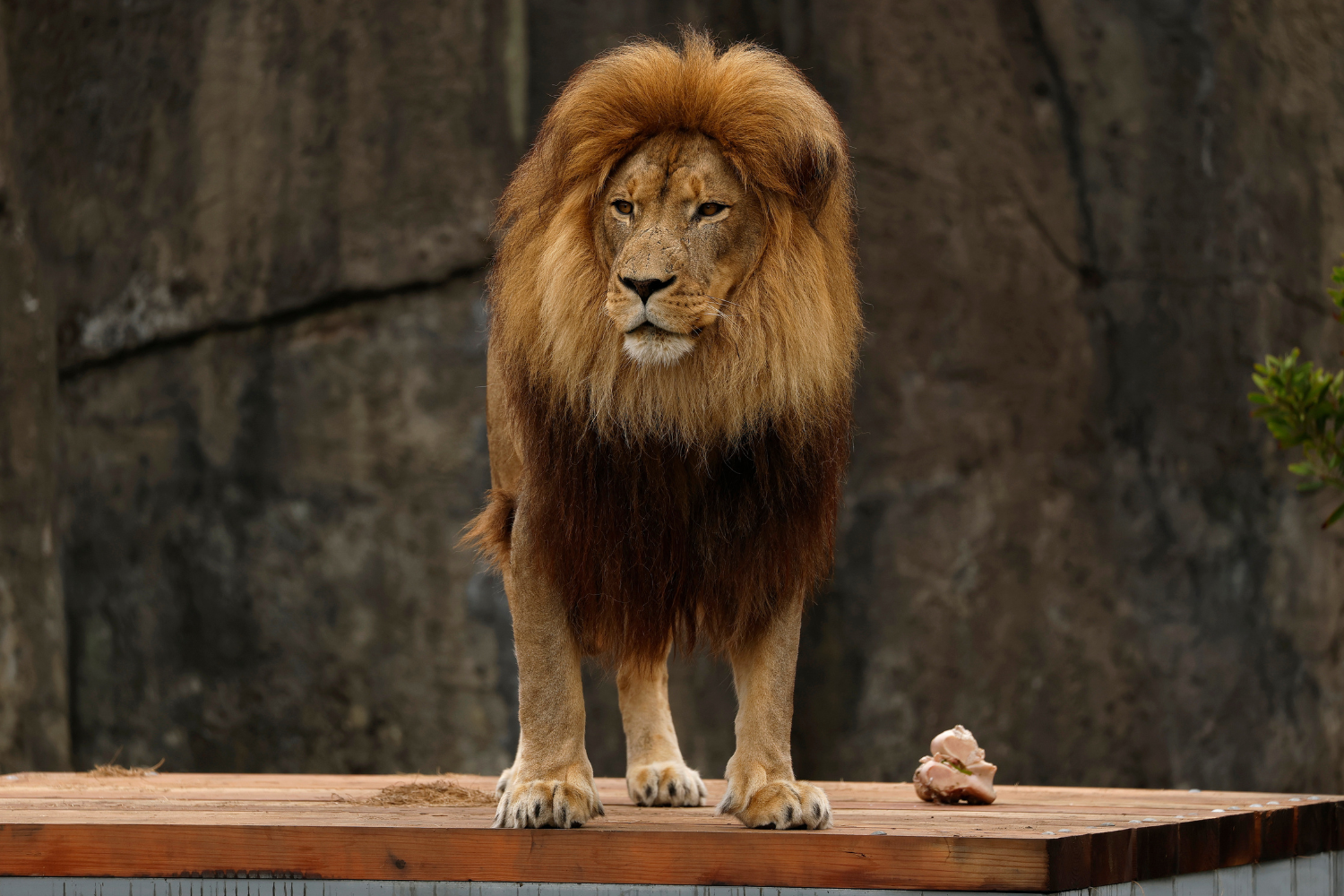 University Warning of 'Lion' Roaming Campus Sparks Panic and Confusion