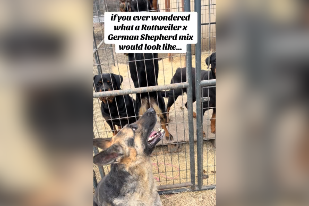 Rottweiler and German Shepherd Have Puppy—Can’t Believe What Mix Looks Like