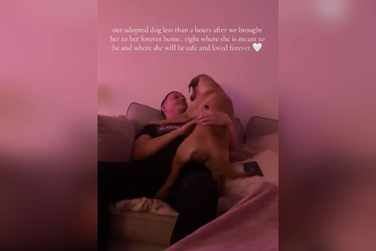 Nelly Rapper Dog Newly Adopted Dog Comes Home—Hearts Break at What He Does 2 Hours Later ...