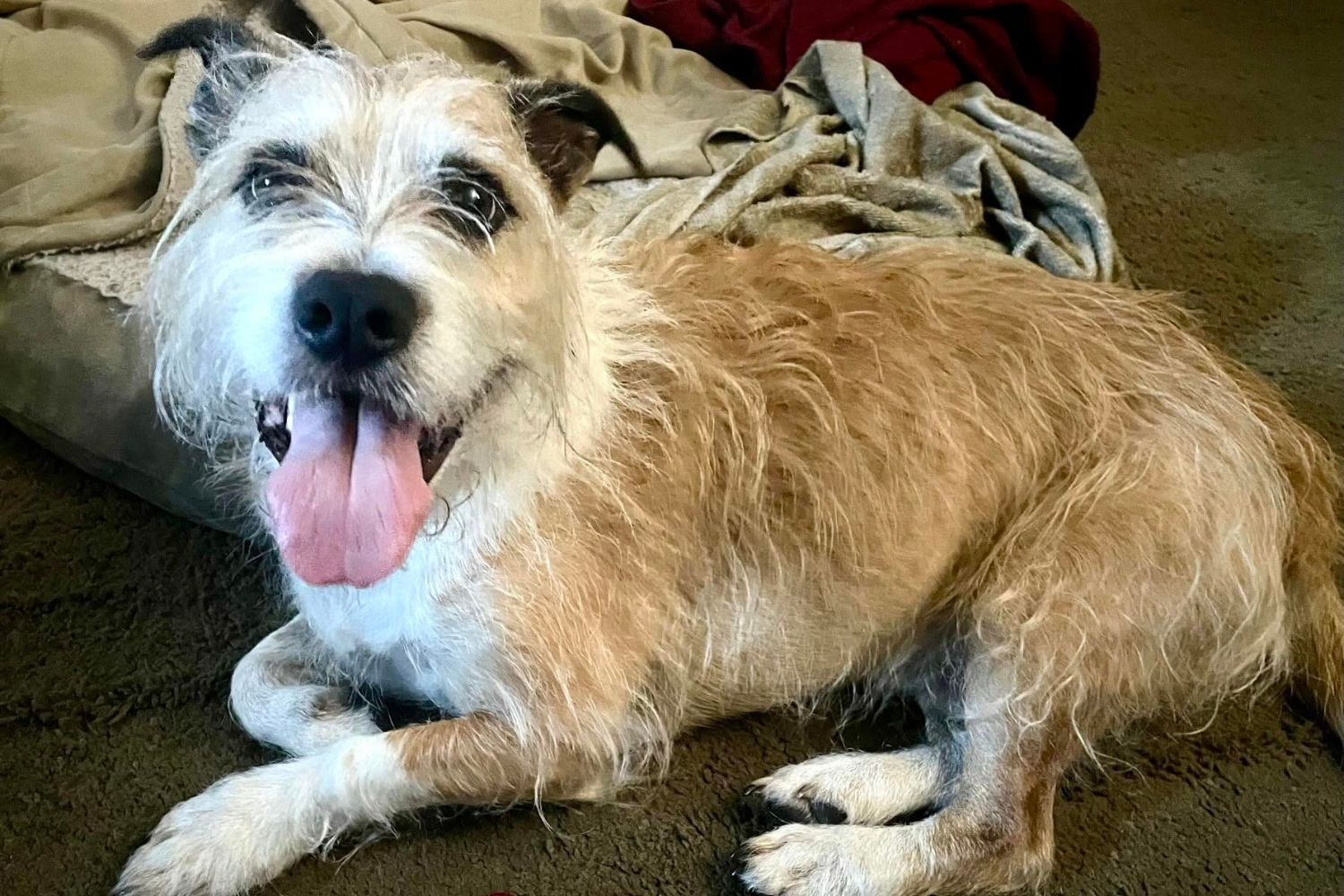 Dog Owner Orders DNA Test—Not Prepared for What the Results Reveal