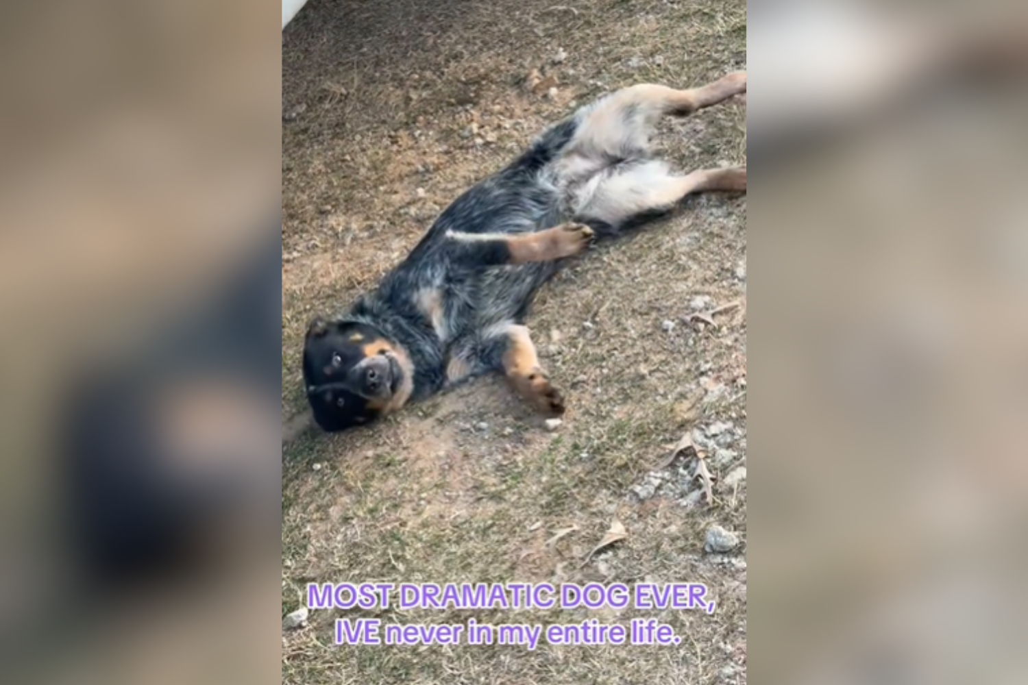 Worried Dog Owner Spends $300 at Vet Visit—Not Prepared for the Diagnosis