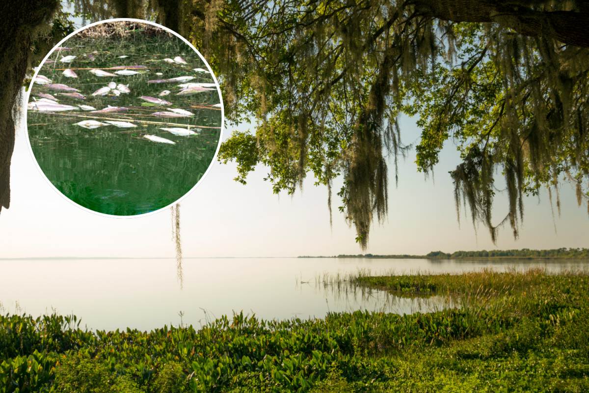Hundreds of dead fish wash up at one of Florida’s largest lakes