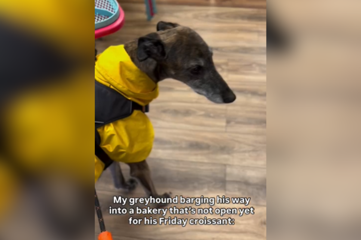 Dog barges into closed café, staff’s reaction leaves owner stunned