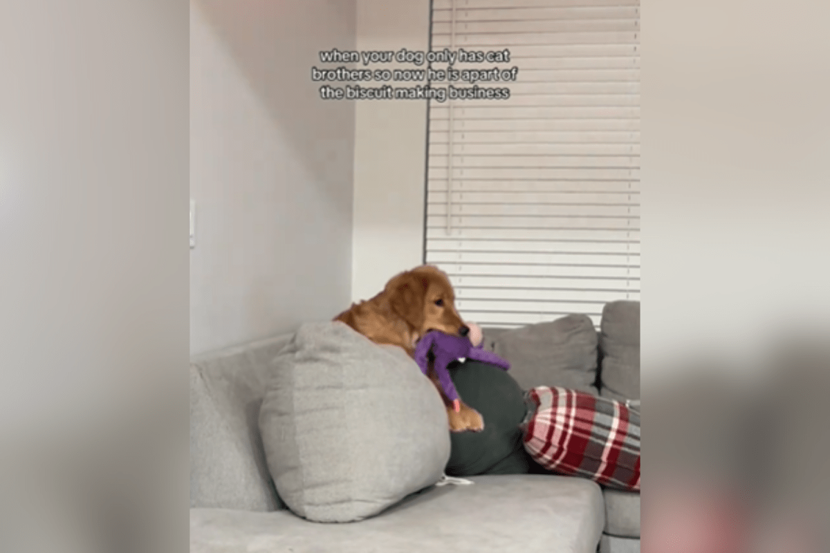 Proprietário criando golden retriever e gato Então entenda o comportamento