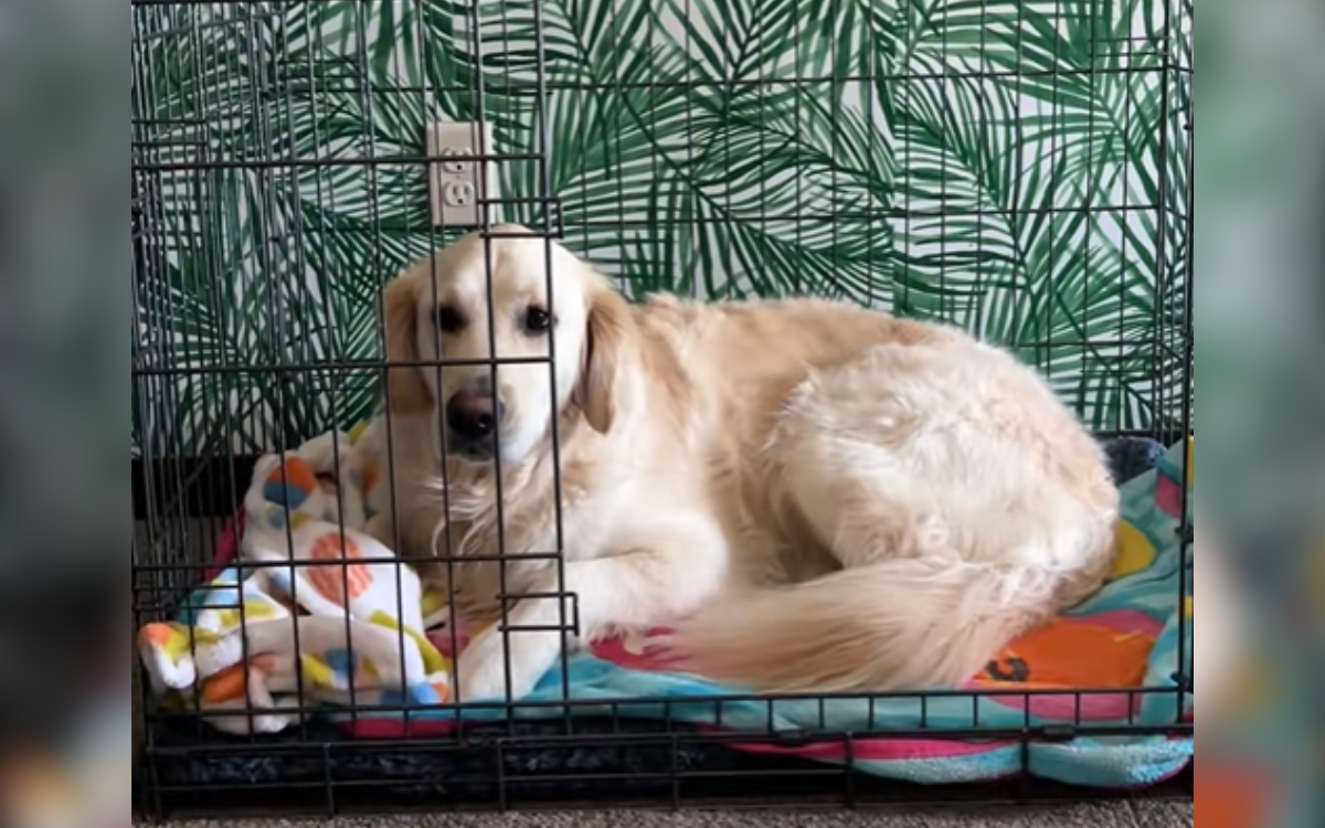 Golden Retriever Has Heartbreaking Reaction To Foster Dog Getting Adopted