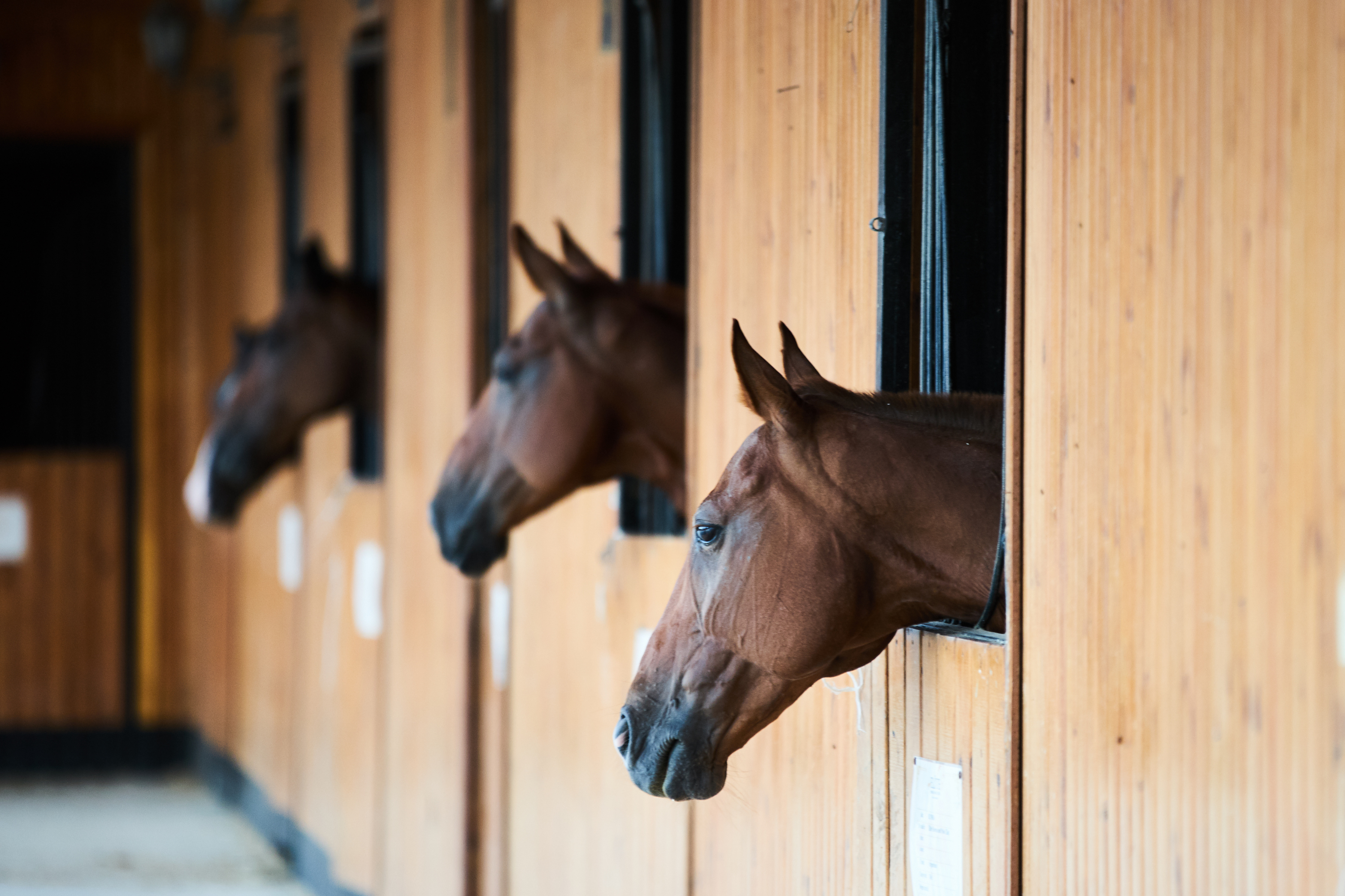 Rodeo Champion Mourns Death of Daughter, 3, After ‘Freak’ Horse Accident