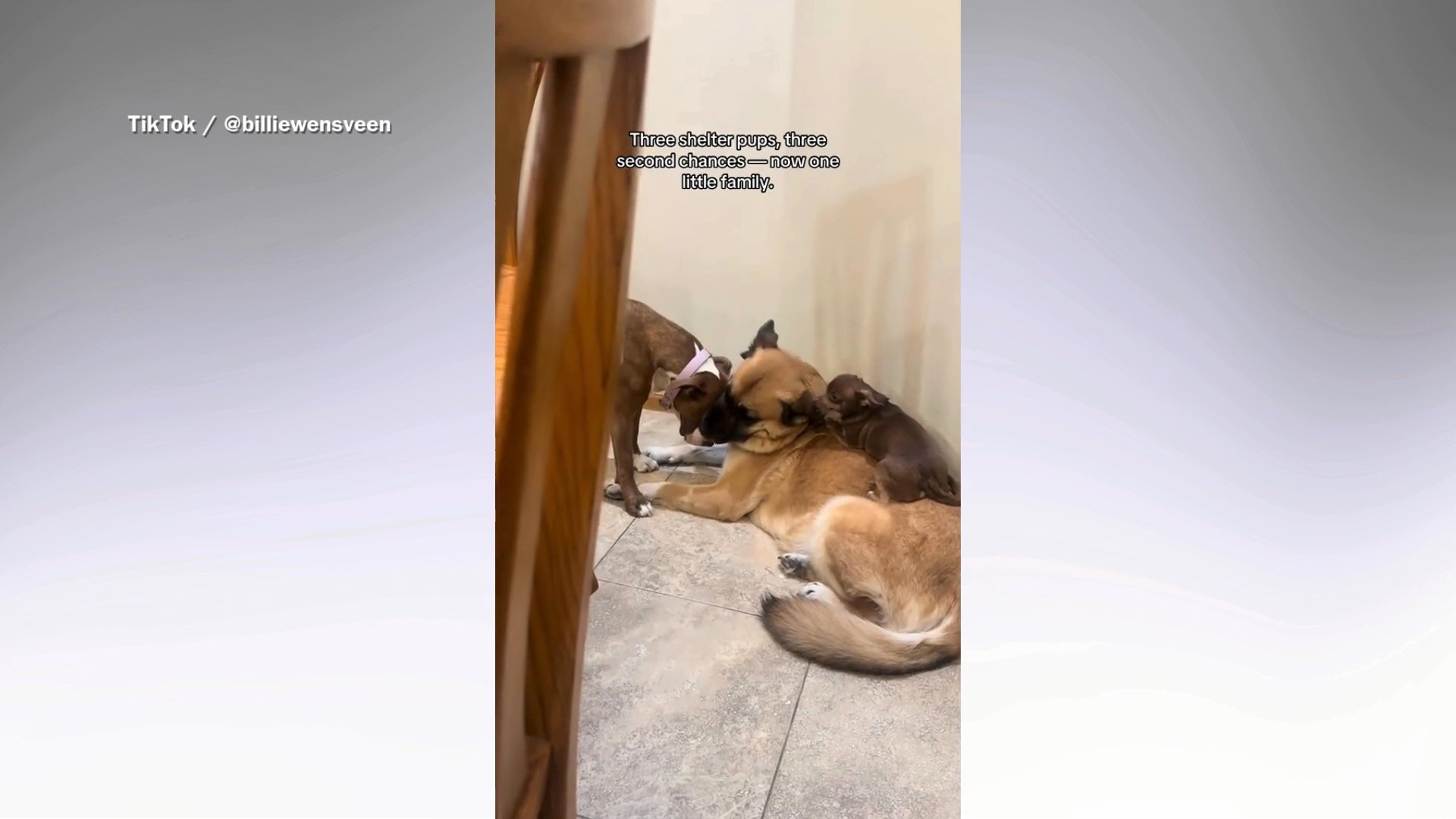 Exact Moment Woman Finds Her 'Soul Dog' in Shelter Leaves Viewers