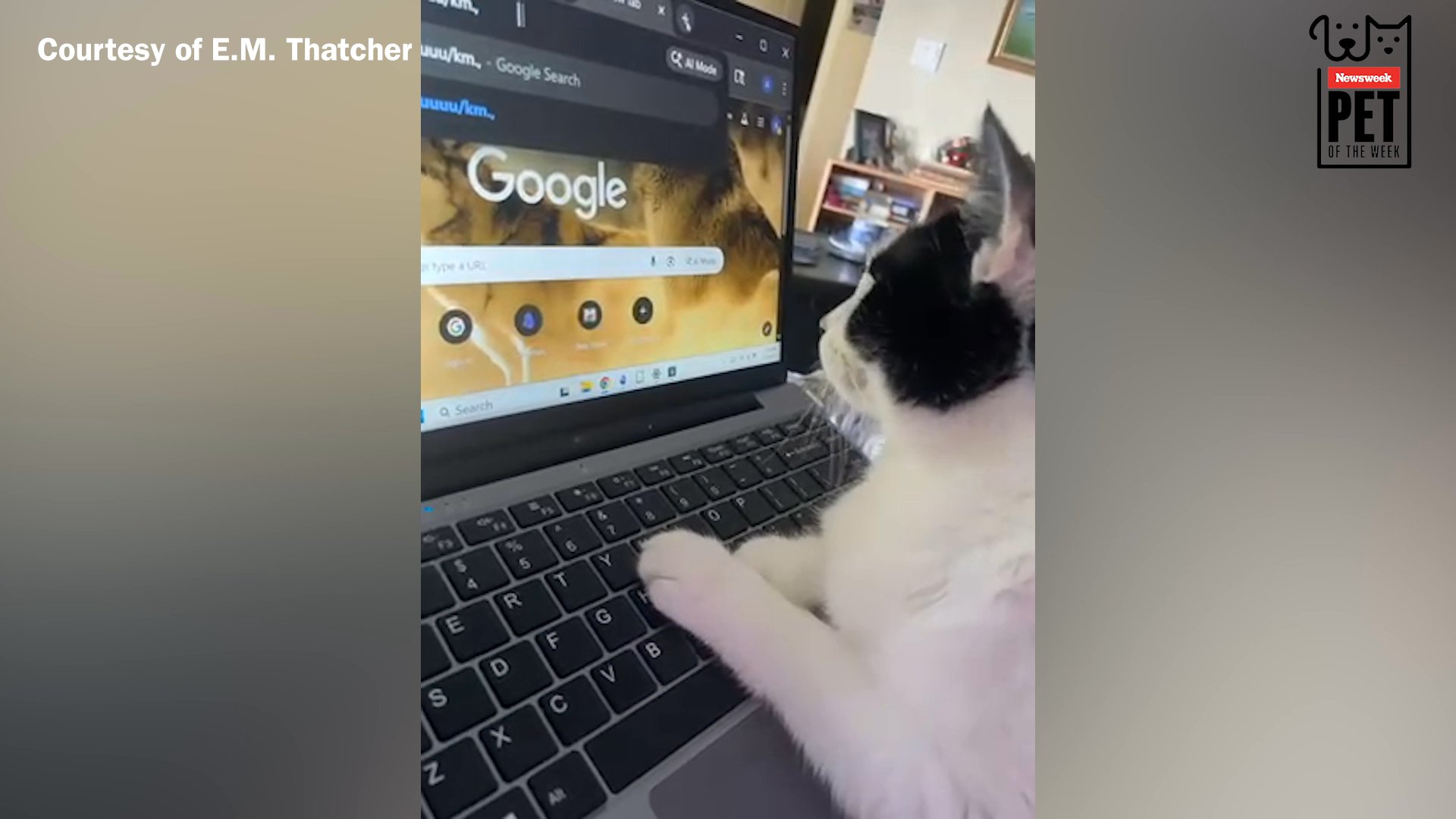 Cat Surfing The Internet Wins Pet Of The Week - Newsweek