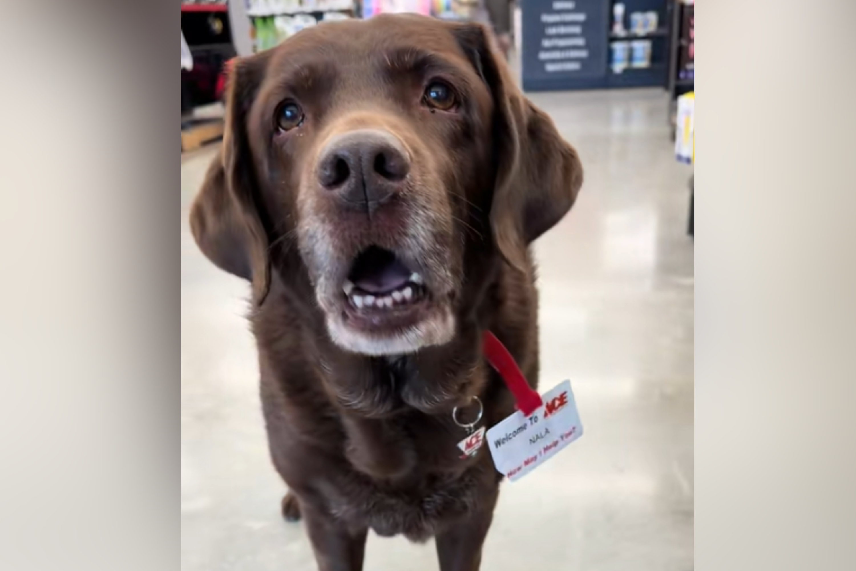 Hearts Melt at Labrador With Unusual Saturday Job: ‘Employee of the Month’