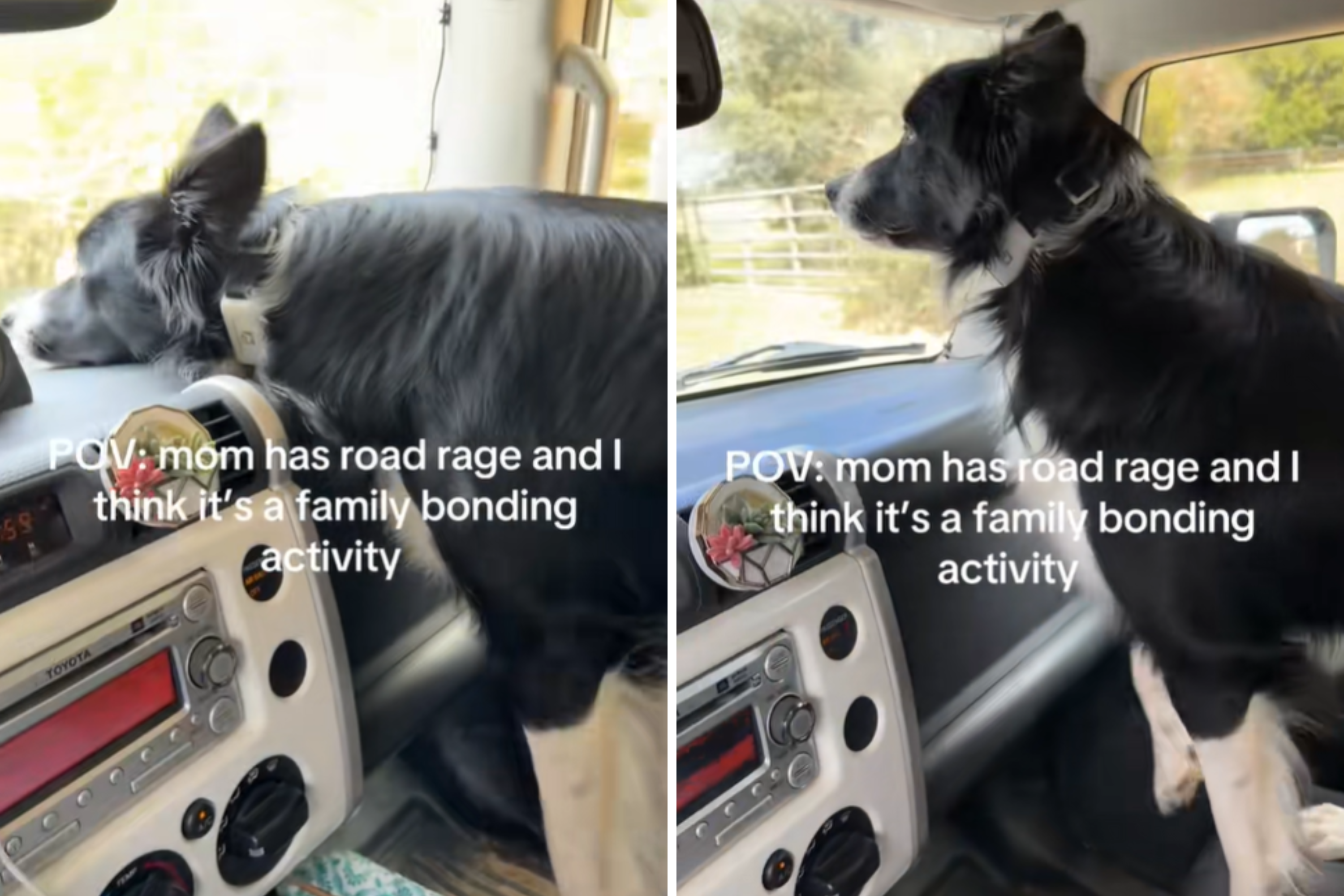 Laughter As Border Collie Dog in Car Appears To Join Owner’s ‘Road Rage’