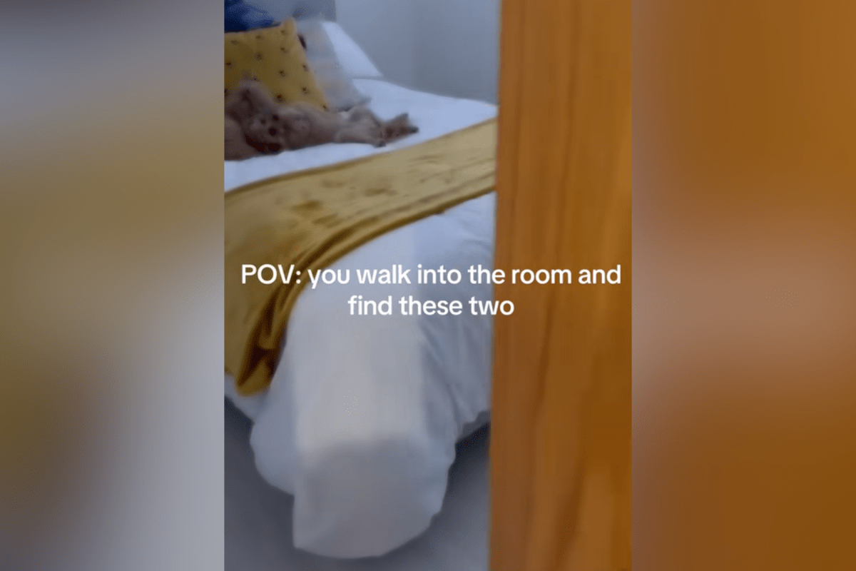 Owner walks in on Cavapoo and cat in bed—not prepared for what they find