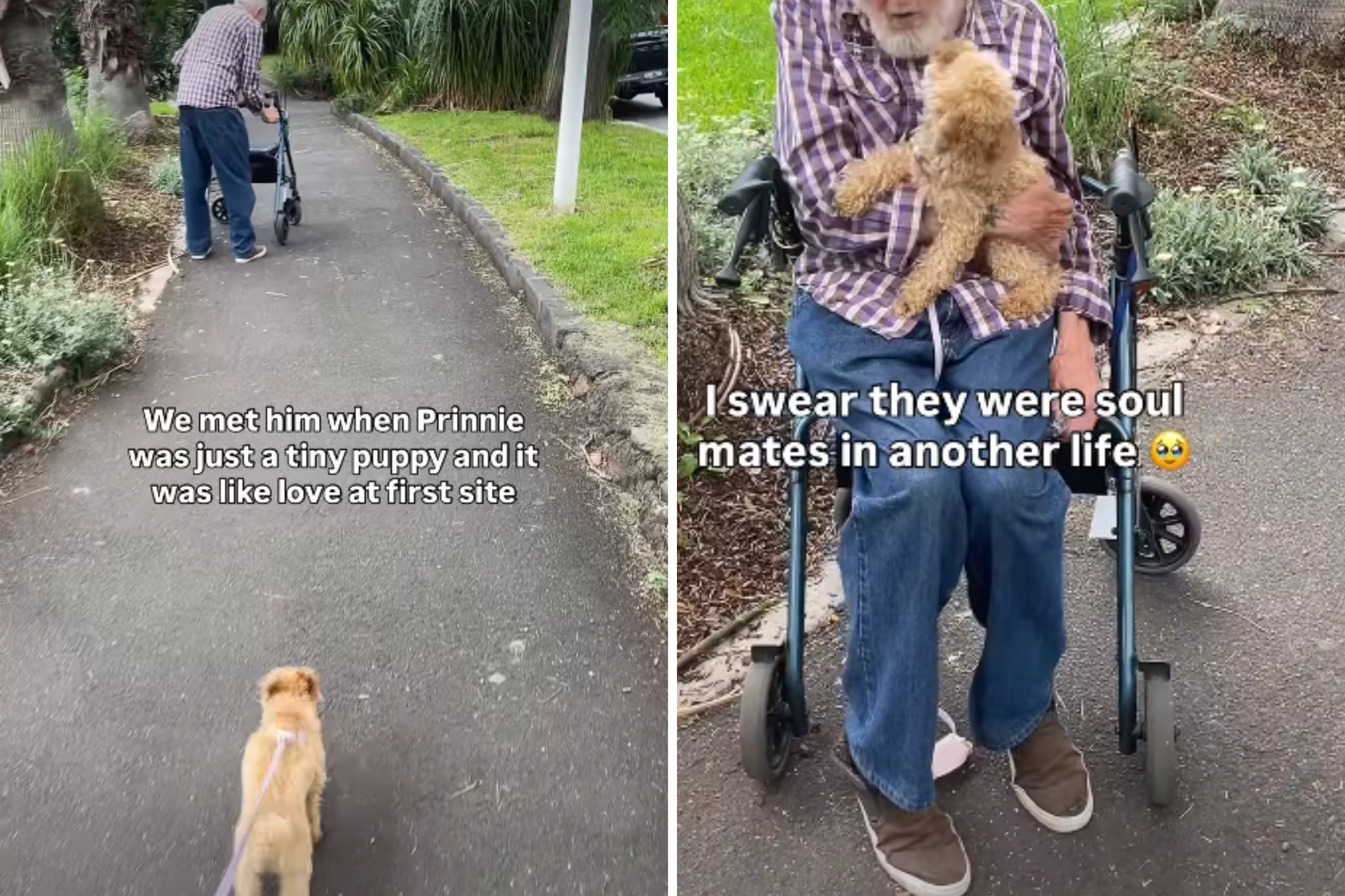Hearts Melt at Tiny Poodle’s Reaction to Seeing Unexpected ‘Best Friend’