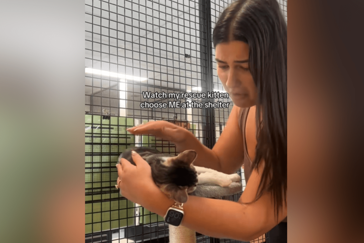 Tears at shelter kitten's reaction to finally finding her "forever home"