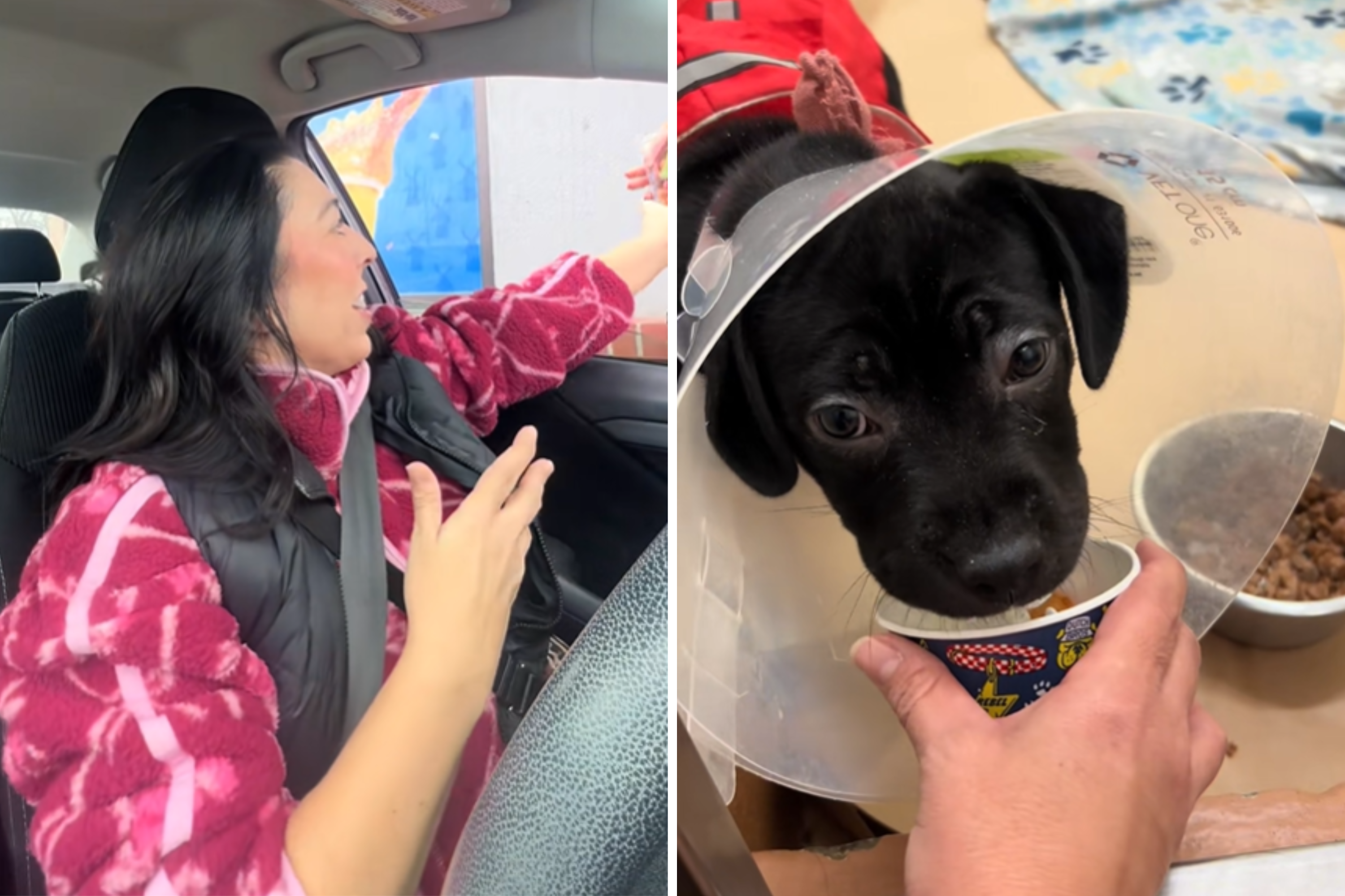 Woman Gets Pup Cups for Shelter Dogs—Then Comes Heartwarming Surprise
