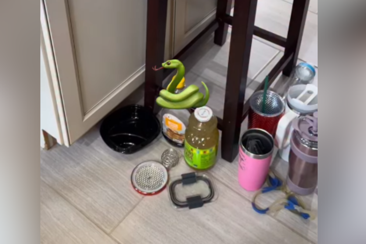 Homeowner Hears Hissing in Cabinet&mdash;Not Prepared for What She Finds Inside