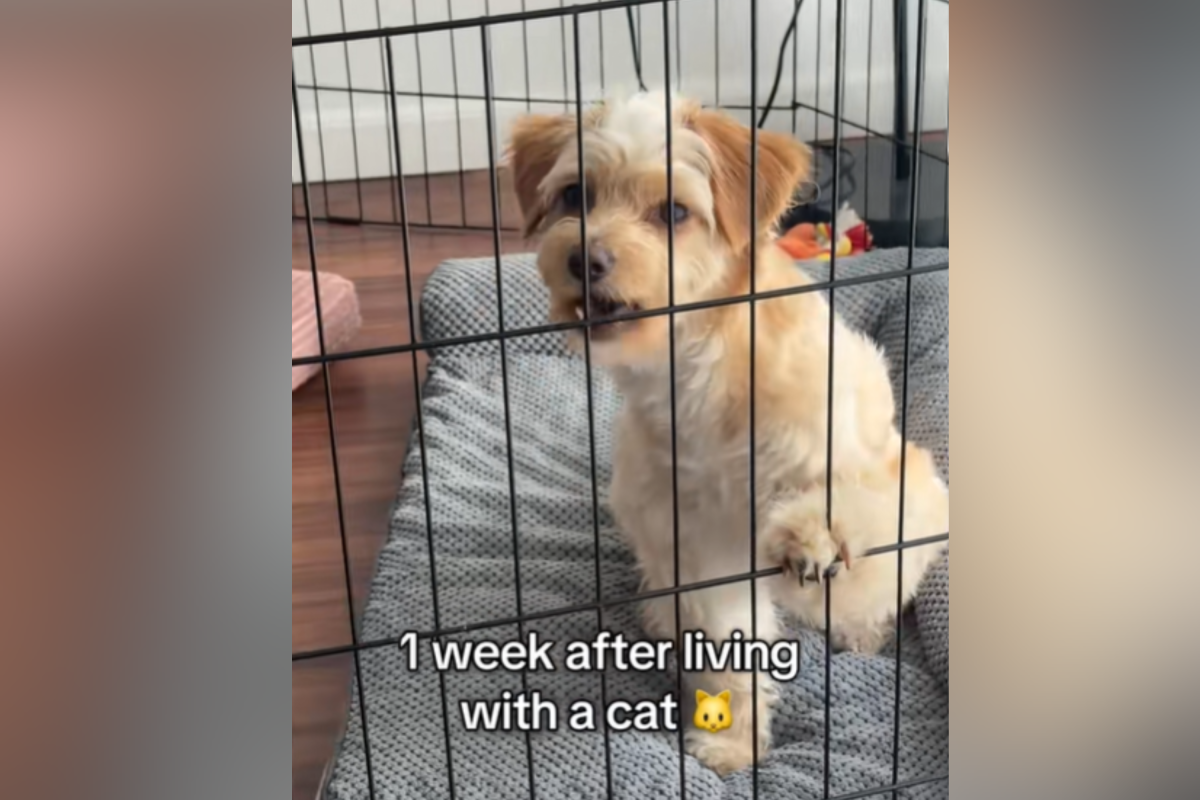 Puppy spends 1 week living with cat—laughter at what he's already learned
