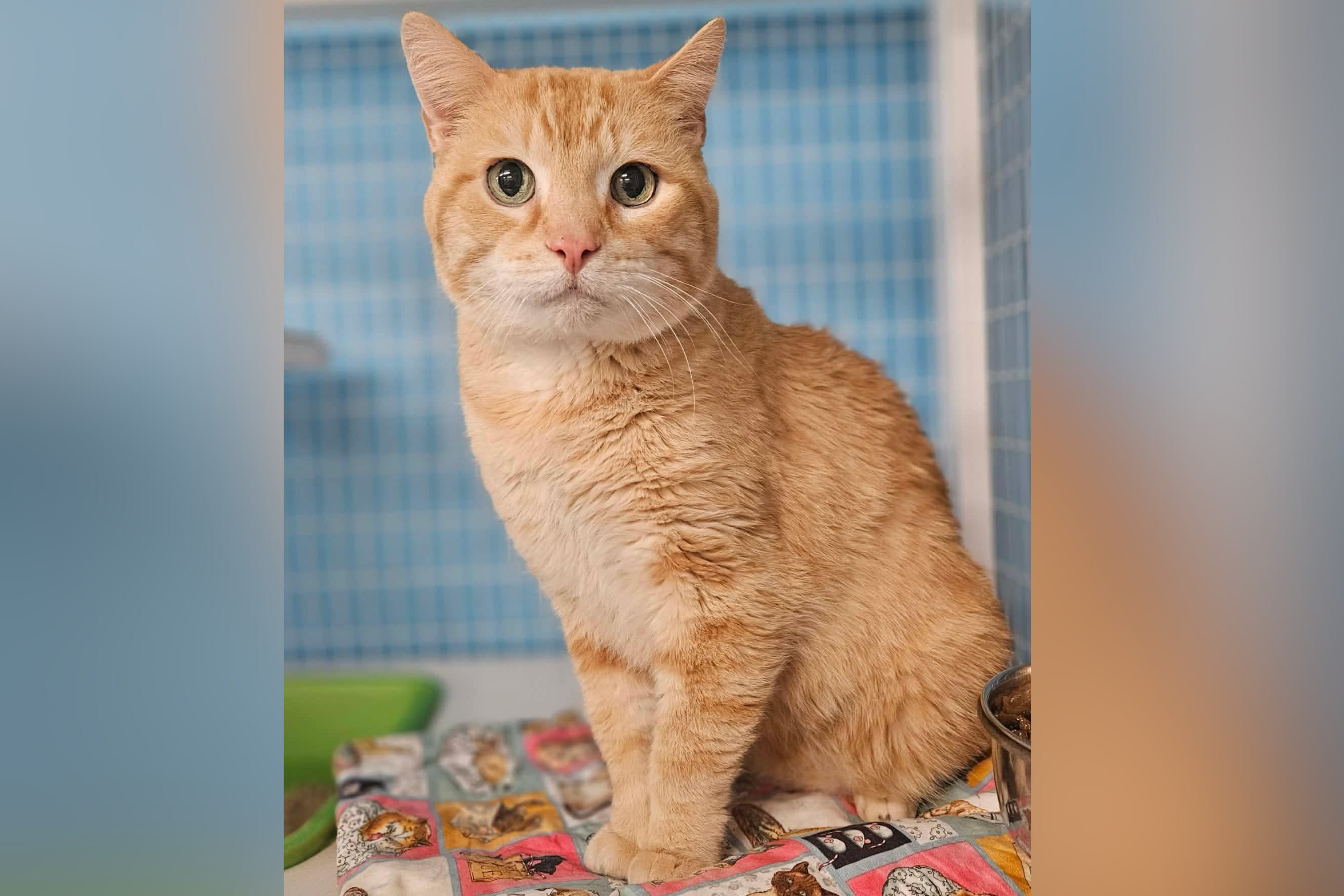 Tears As 15-Year-Old Cat in Shelter After Owner Can No Longer Care for Him