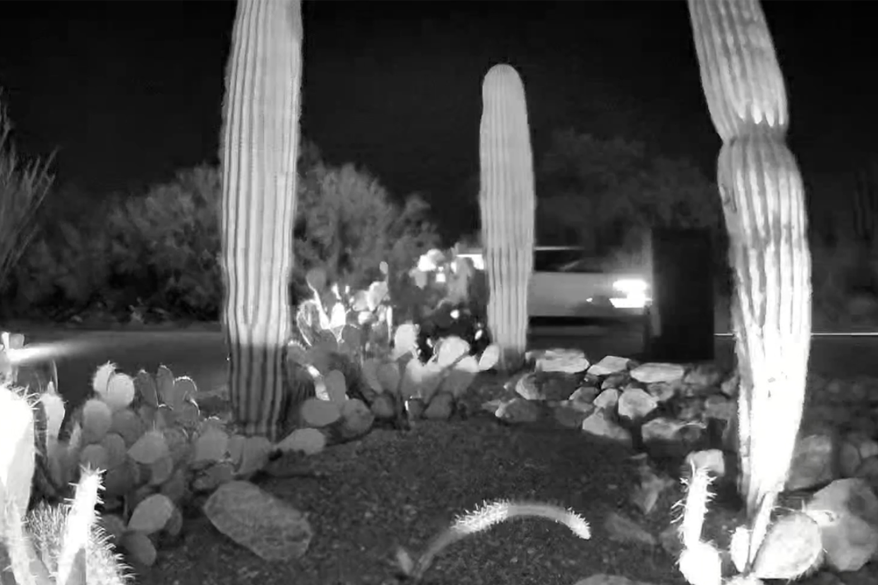 Nancy Guthrie Update: 12 Cars Seen on Neighbor's Camera Day of Abduction