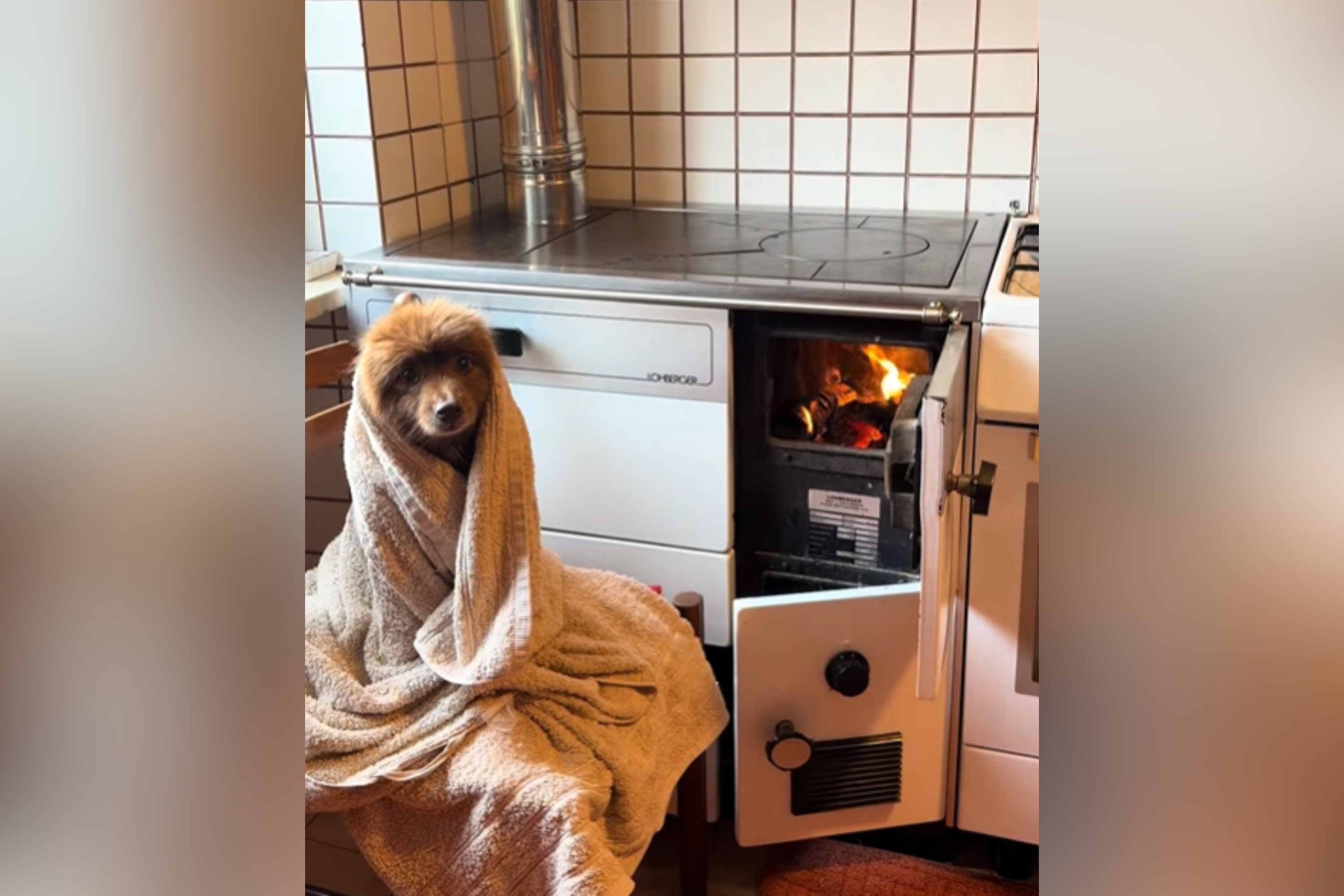 Dog Refuses Blow-Dryer After Baths—What Owner Does Instead Melts Hearts