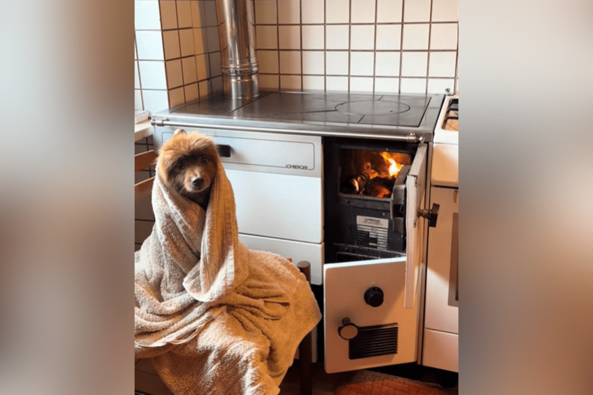 The Heartwarming Bath Time Tradition of Teddy the Dog