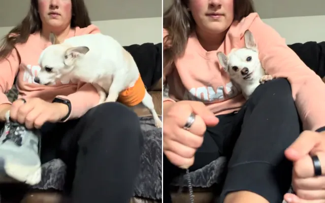 Joey the senior rescue dog.