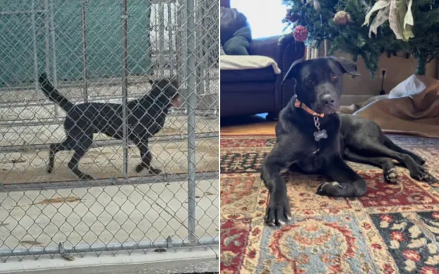 Louie the shelter dog.