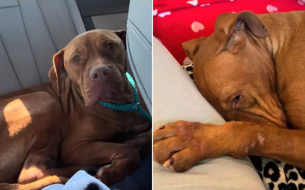 From Shelter Fear to Forever Home: Concha's Heartwarming Journey