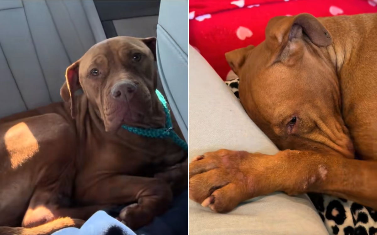 Dog Was Terrified of Shelter&mdash;Tears at Reaction When Woman Brought Her Home