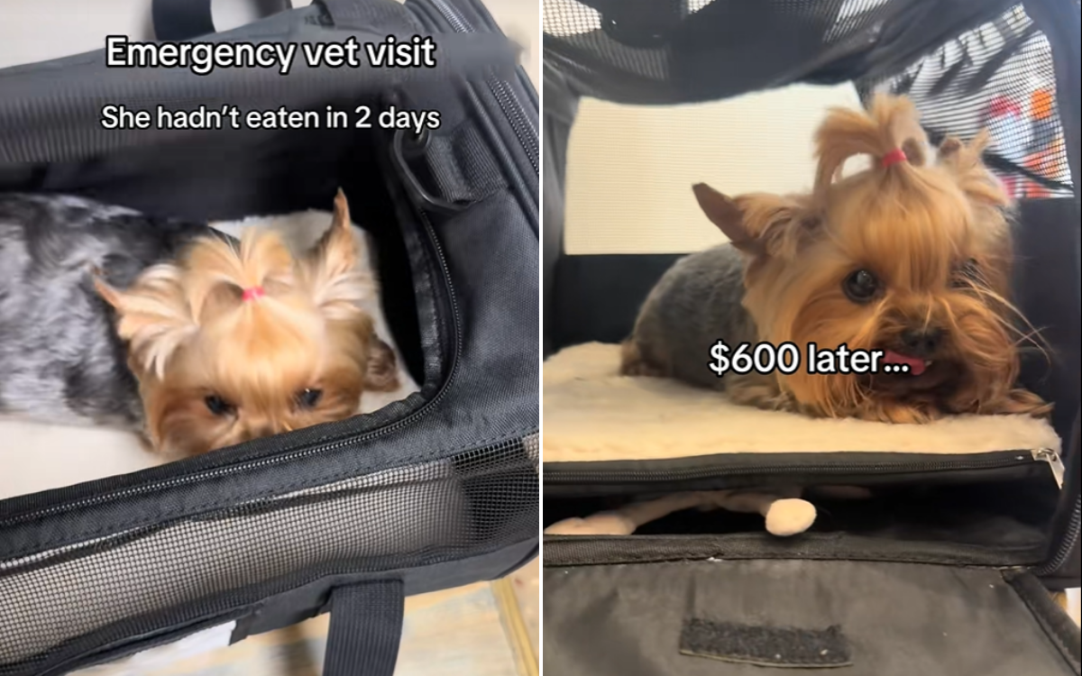 Woman Spends $600 on Dog’s ‘Emergency Vet Visit’, Then Comes Diagnosis