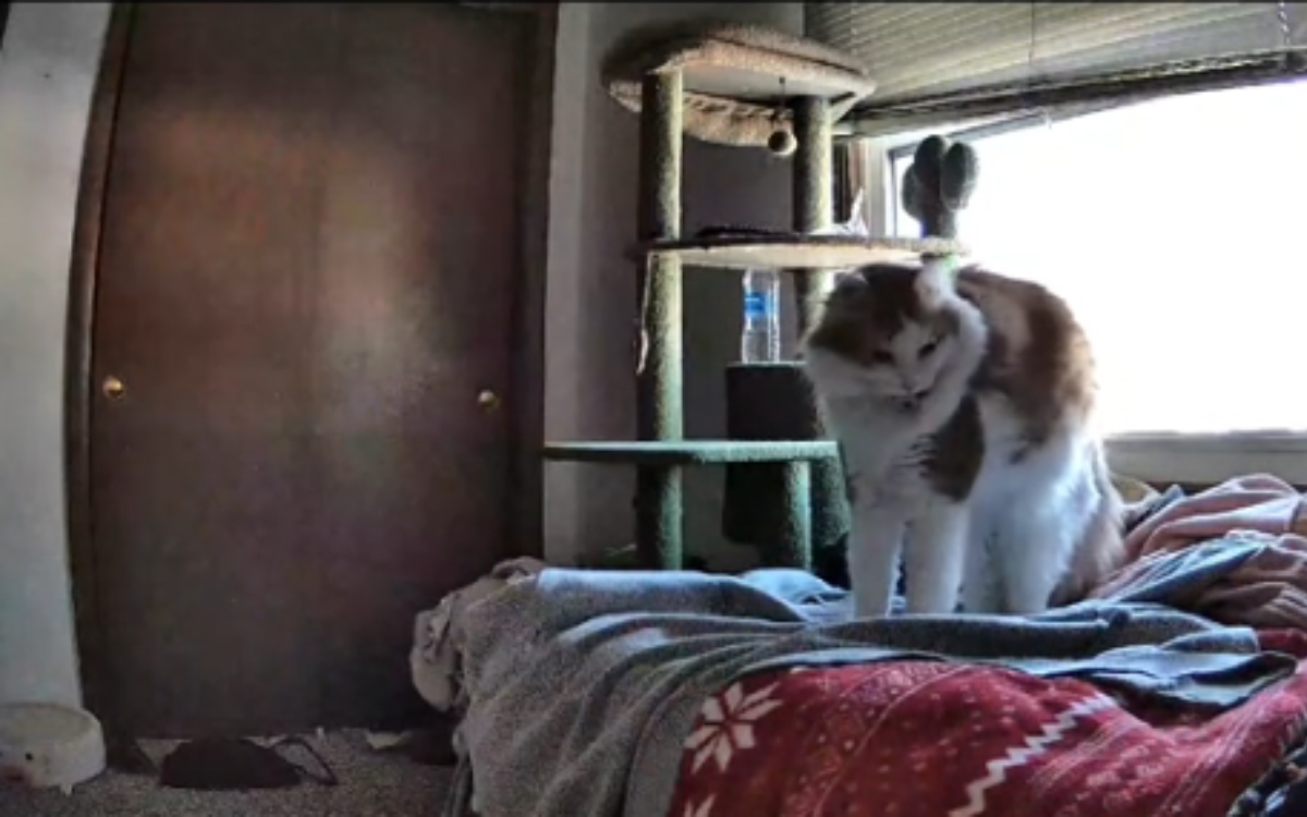 Woman wondered if cat missed her when she was gone—then she checked petcam