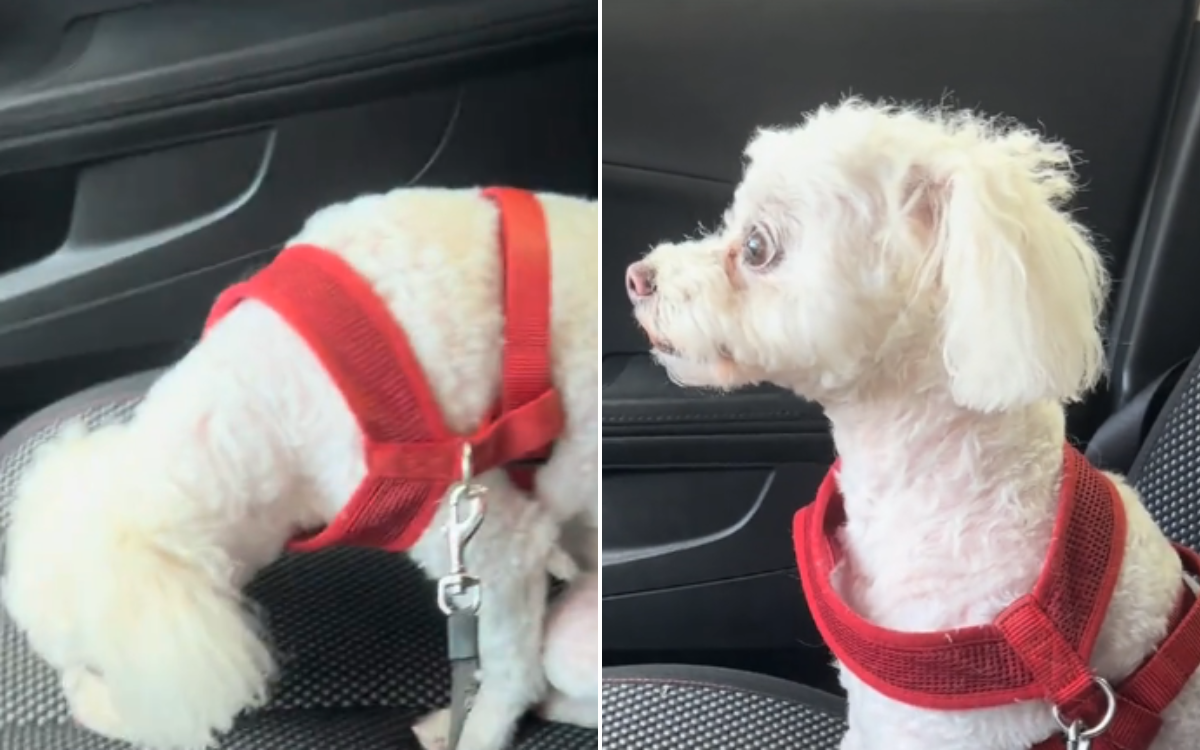 Tears at Moment Dog Realizes Recently Deceased Owner Is 'Actually Gone'