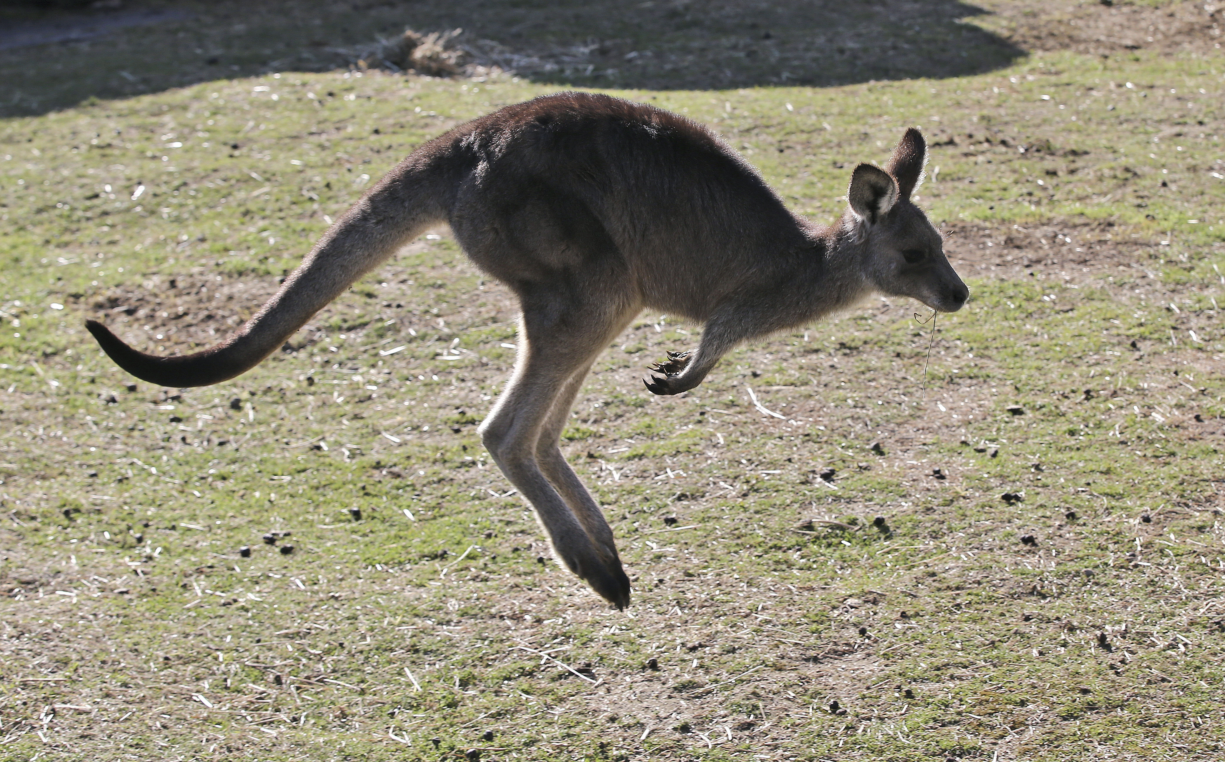 Missing Kangaroo Found Safe After Three-Day Search in Rural Wisconsin