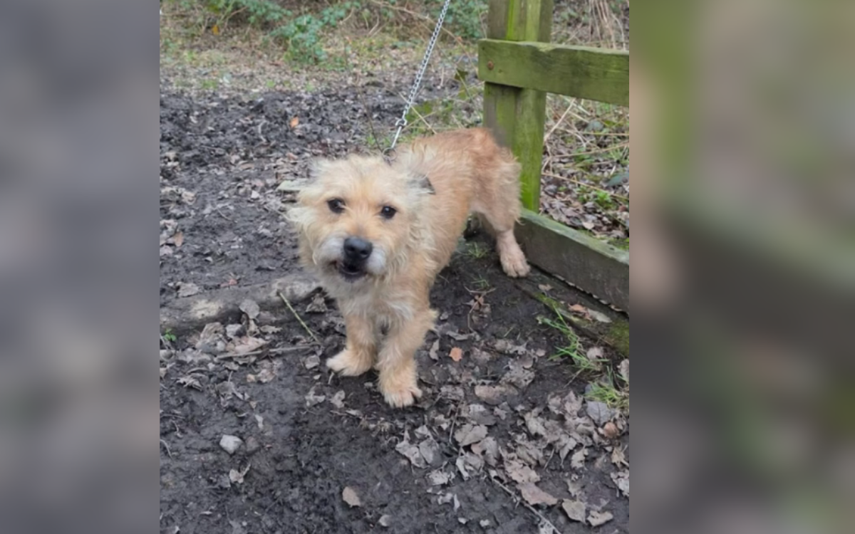 Walkers Find Dog Tied to Fence, Then Realize Owner Is Never Coming Back