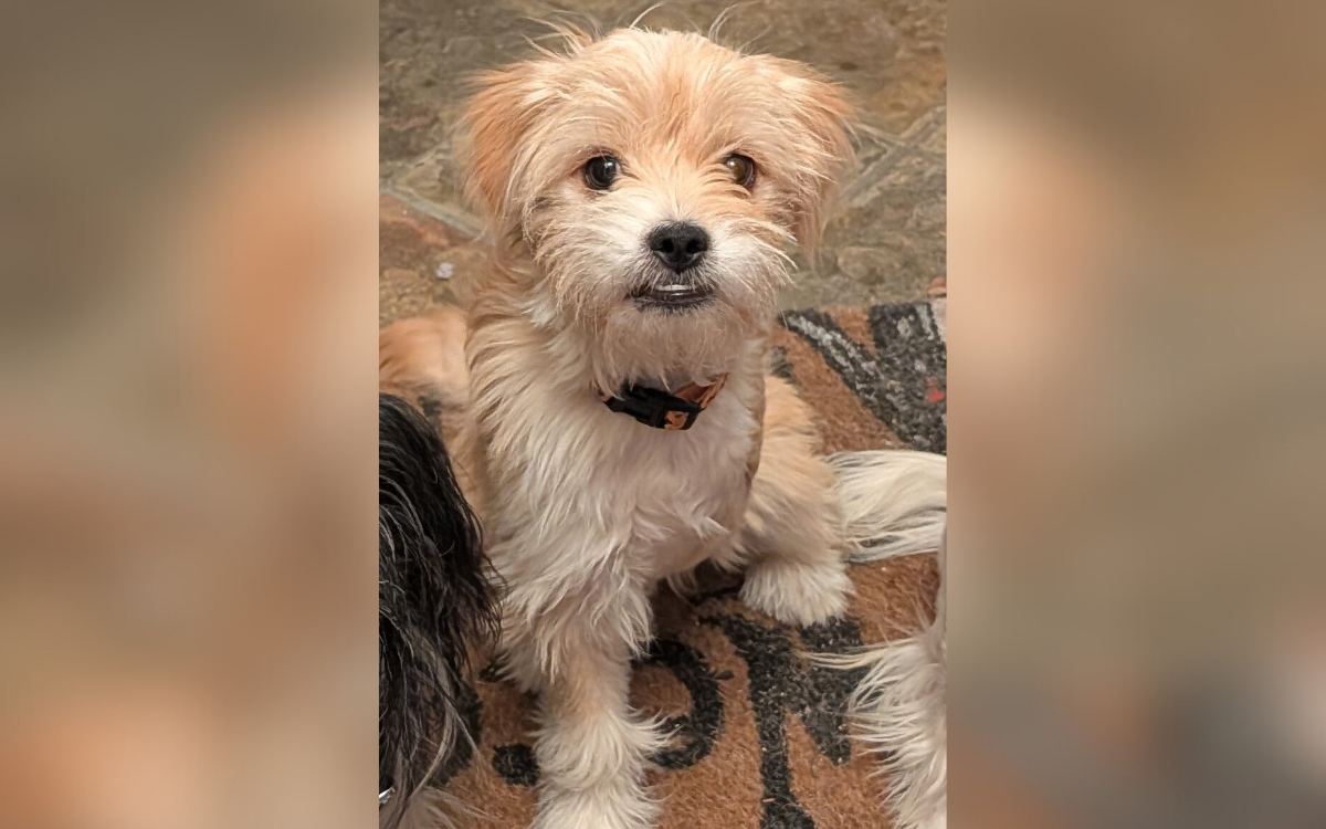‘Smallest Survivor’ in Shelter As Maltese Puppy Loses Leg in Coyote Attack
