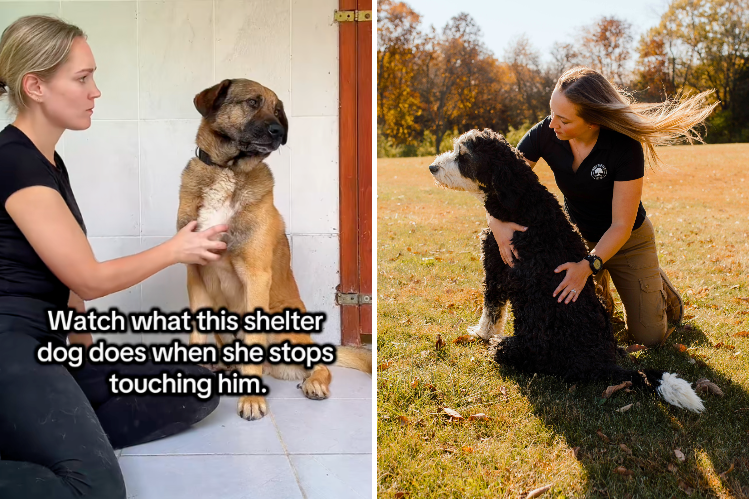 Hearts Break at How Shelter Dog Fights To Not Shut Down: ‘His Eyes'