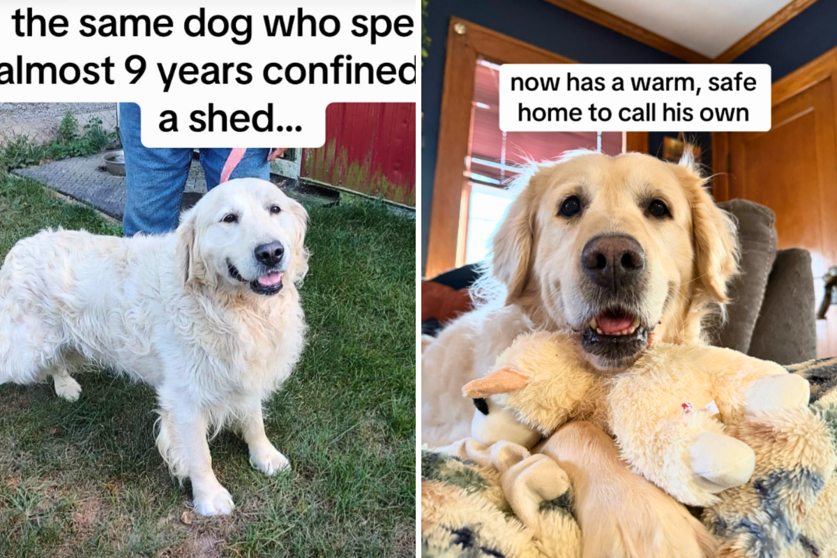 Face of Golden Retriever Locked in Shed for 9 Years Finally Finding a Home