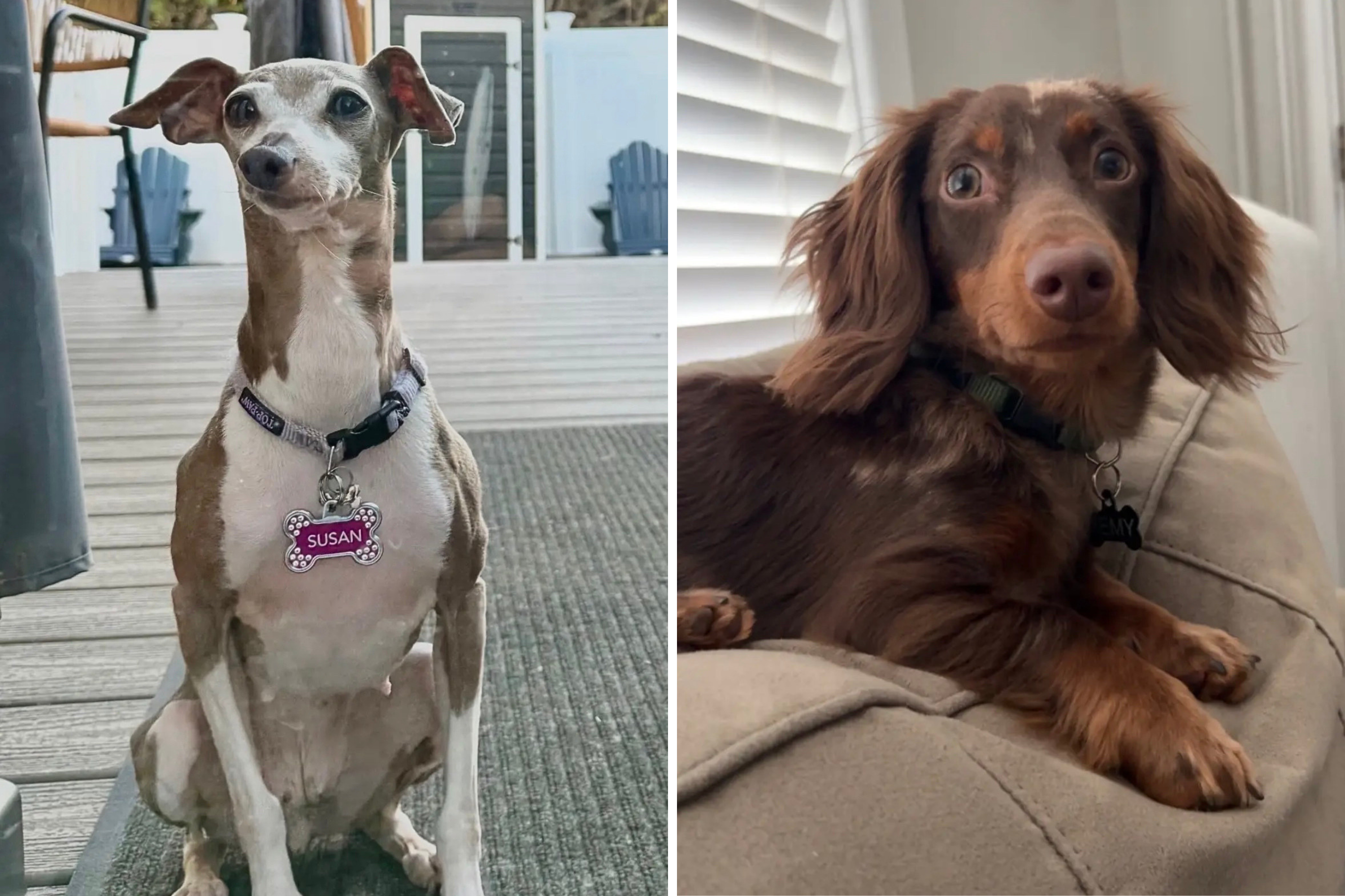 Dog Struggling To ‘Come Out of His Shell’ Makes Heartwarming Friend