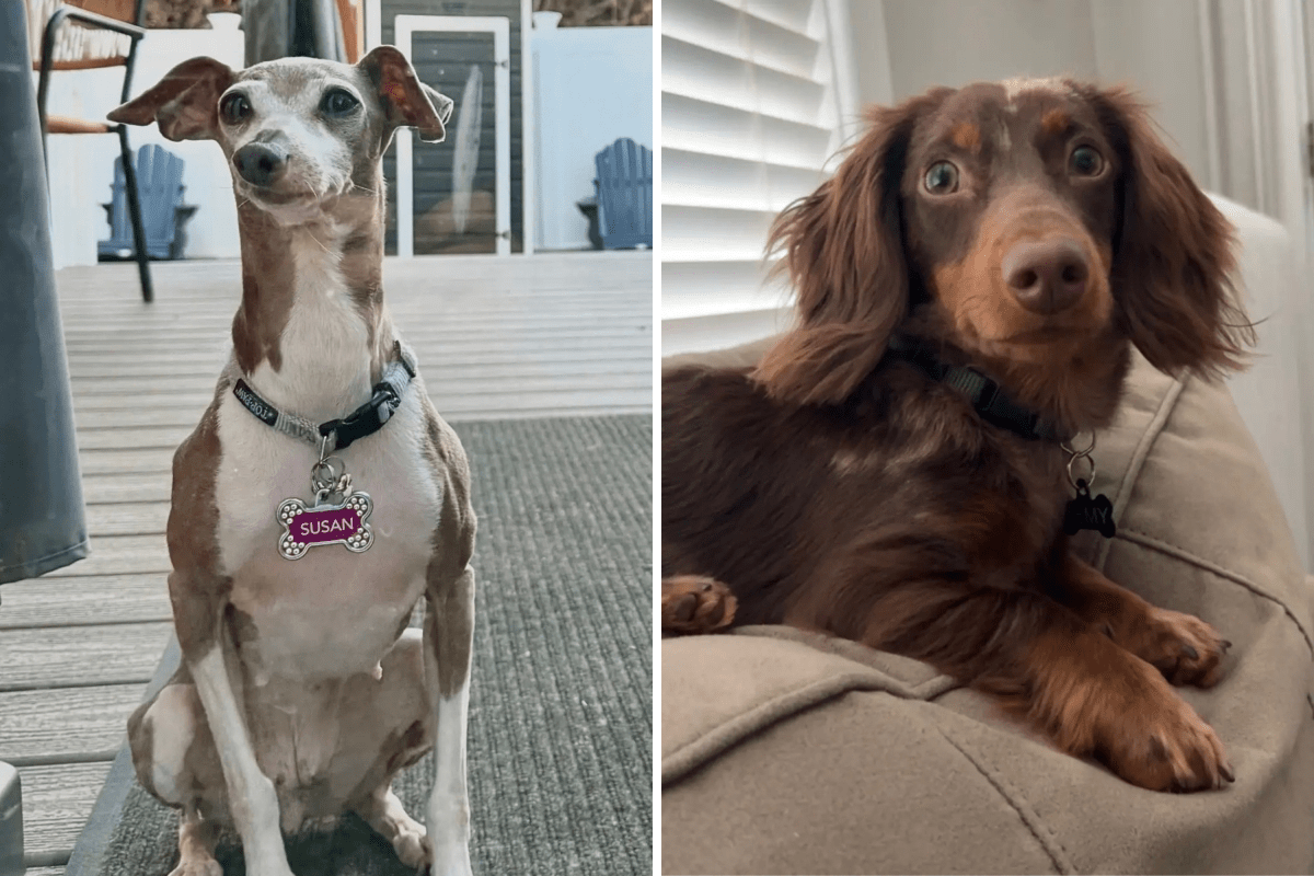 Dog Struggling To ‘Come Out of His Shell’ Makes Heartwarming Friend Dog Struggling To ‘Come Out of His Shell’ Makes Heartwarming Friend