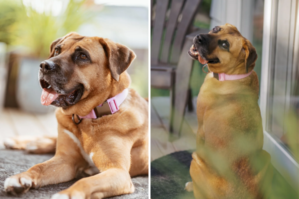 Owners rescue dog from Korean meat trade, then come "surprise" DNA results