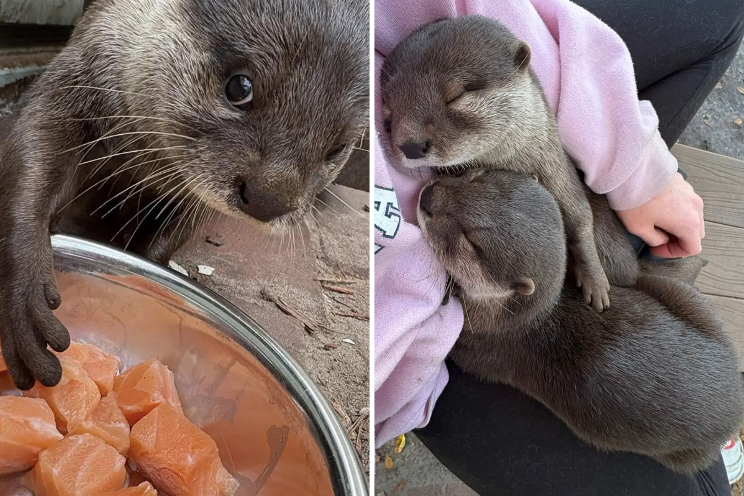 Otter's Relationship With Sanctuary Keeper Melts Hearts: 'Can I Have This?'