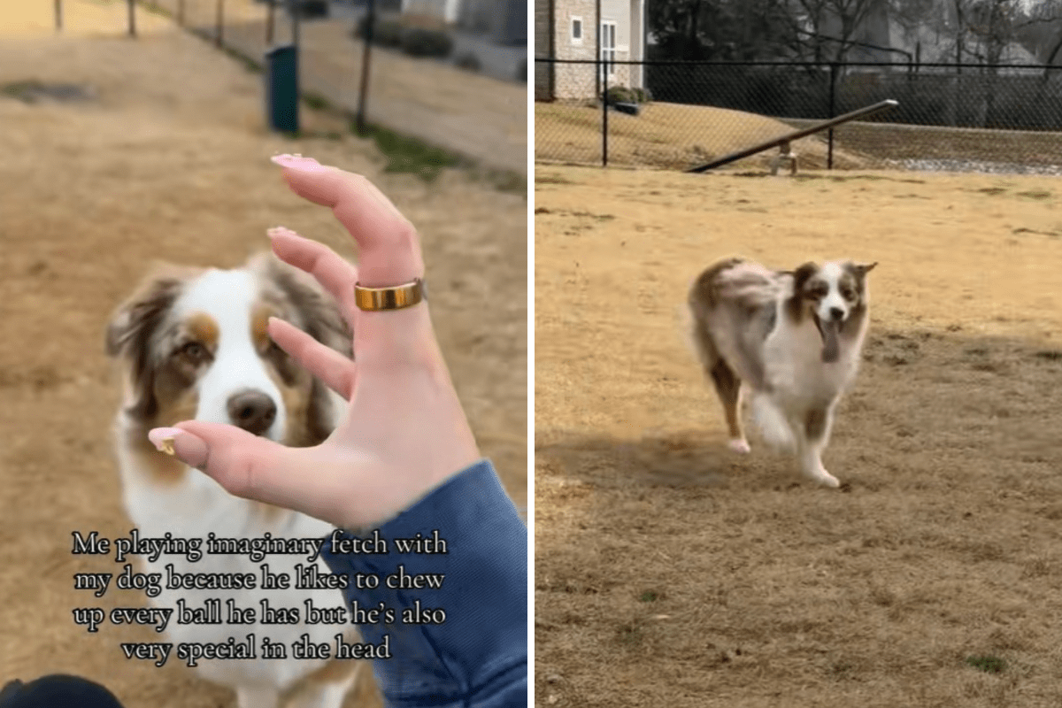 Australian Shepherd pego jogando ‘Imaginary Fetch’ – histérico além da razão