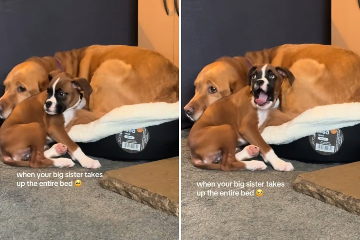 Boxer puppy notices retriever has taken "entire bed"—reaction is pure