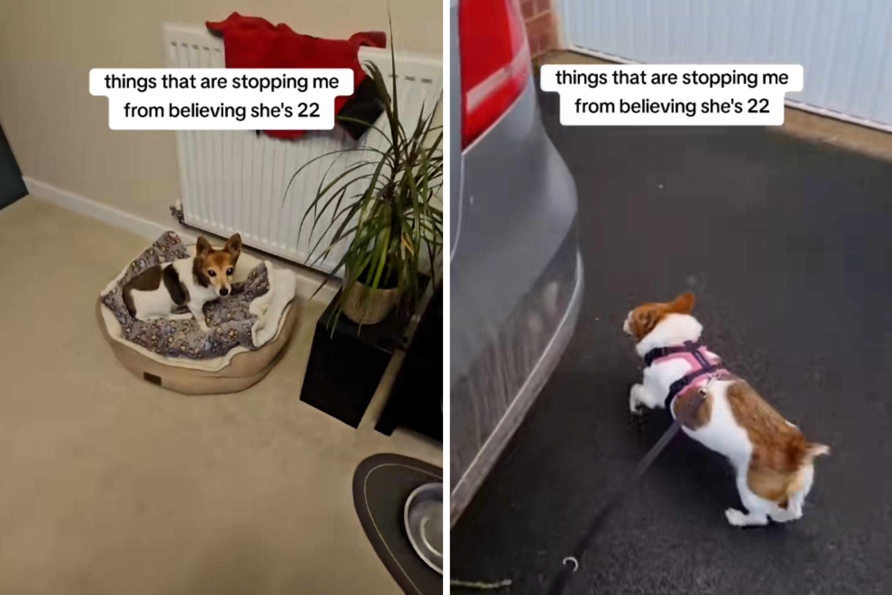 Why Owner Doesn’t Believe Her Dog Is 22 Leaves Viewers Obsessed
