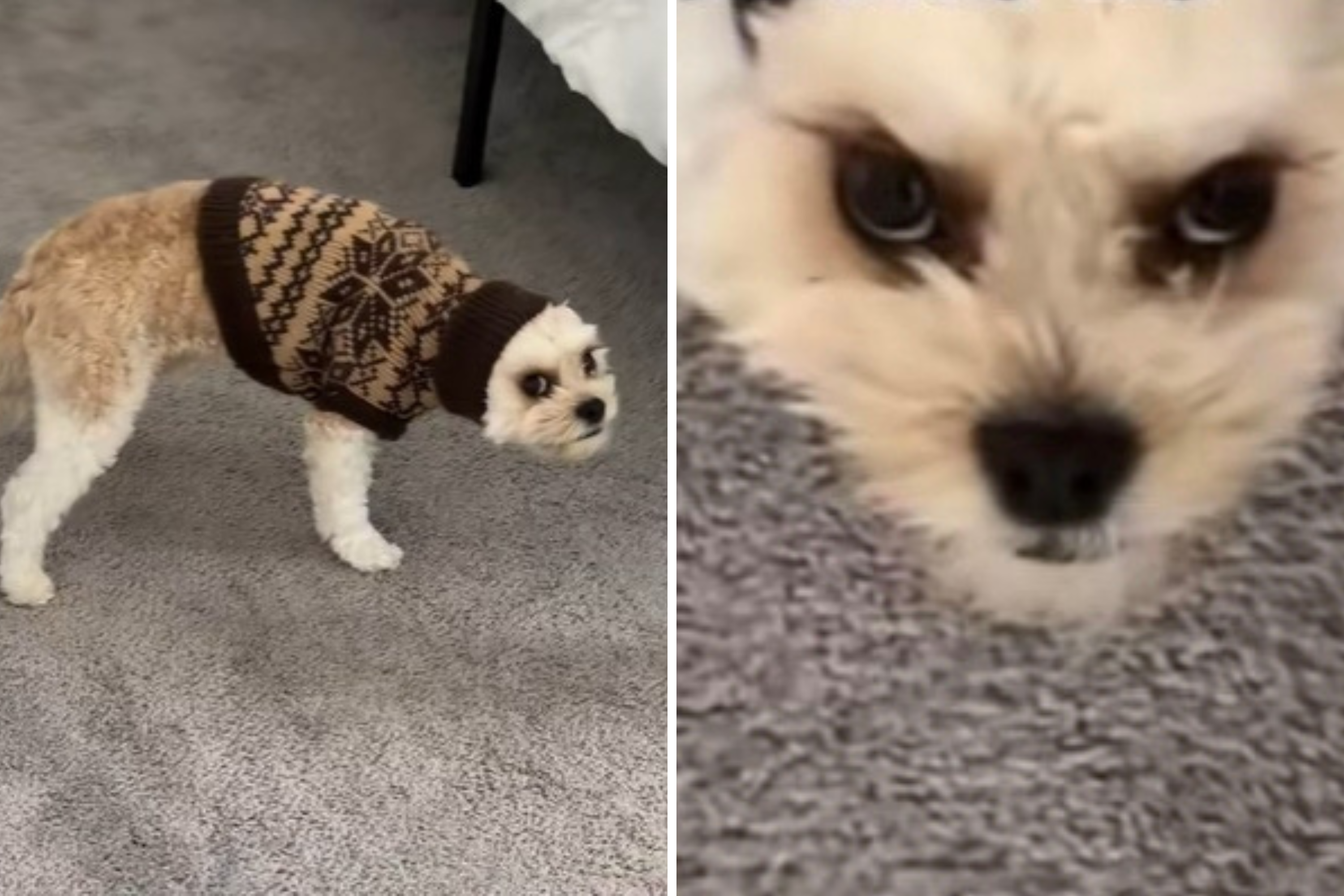 Owner Leaves Dog’s Ears Tucked in Jumper, His Response Says It All