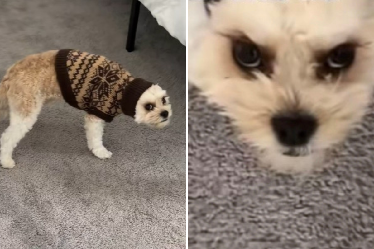 Owner leaves dog’s ears tucked in jumper, his response says it all