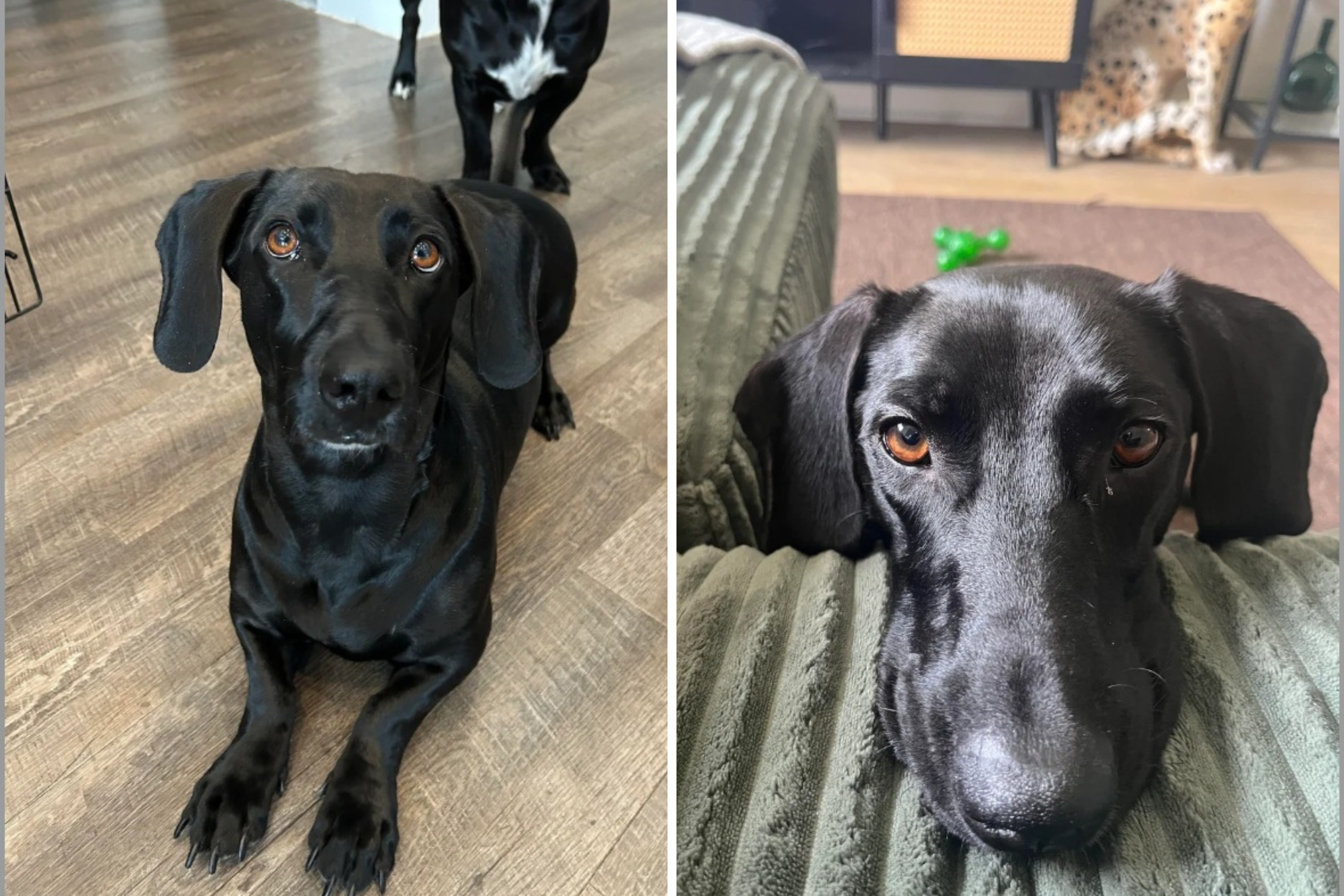 Dachshund and Great Dane Have Puppies, Owner Reveals ‘Mind-Blowing’ Result