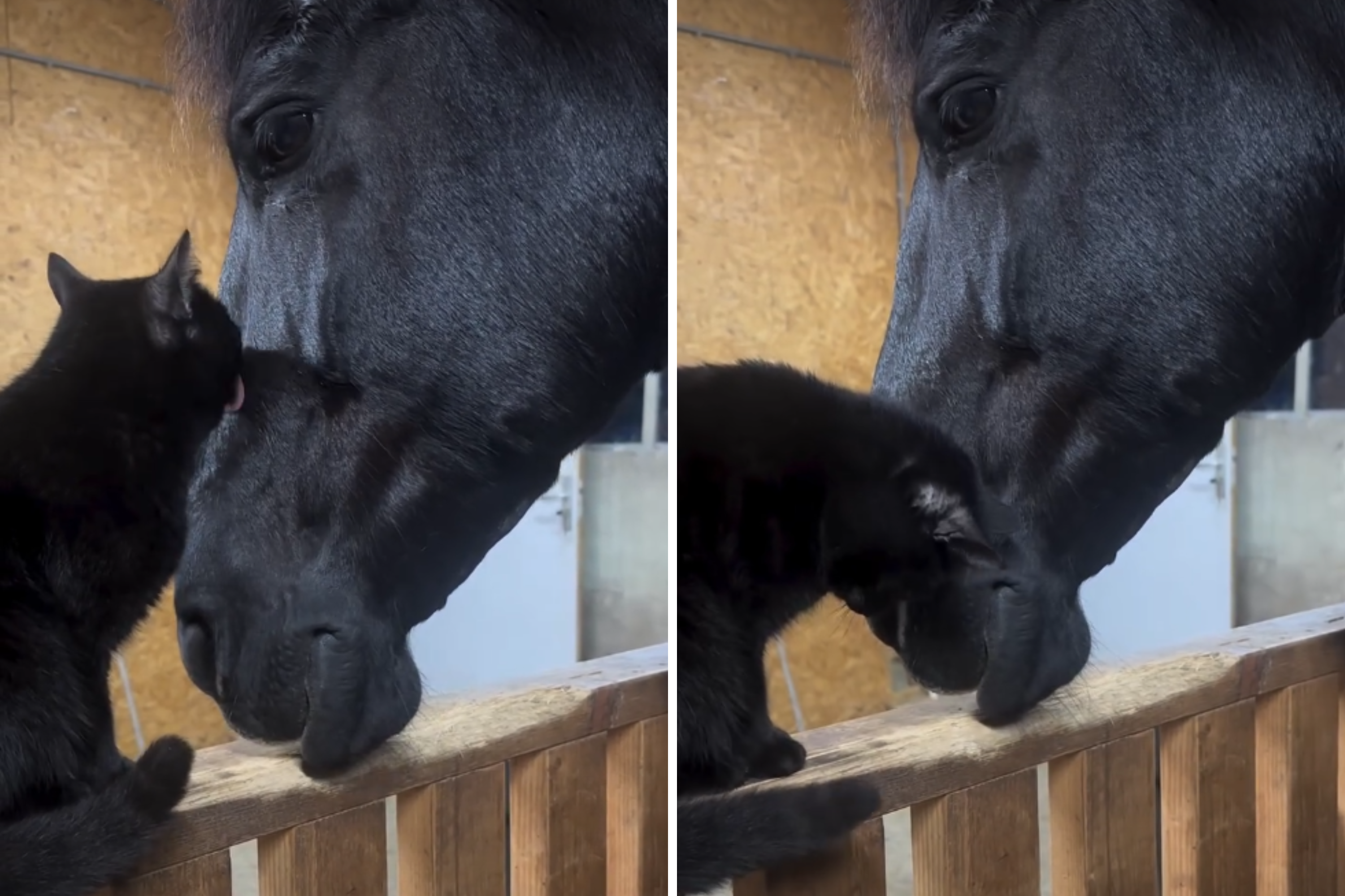Unlikely Friendship Between Cat and Horse Melts Hearts
