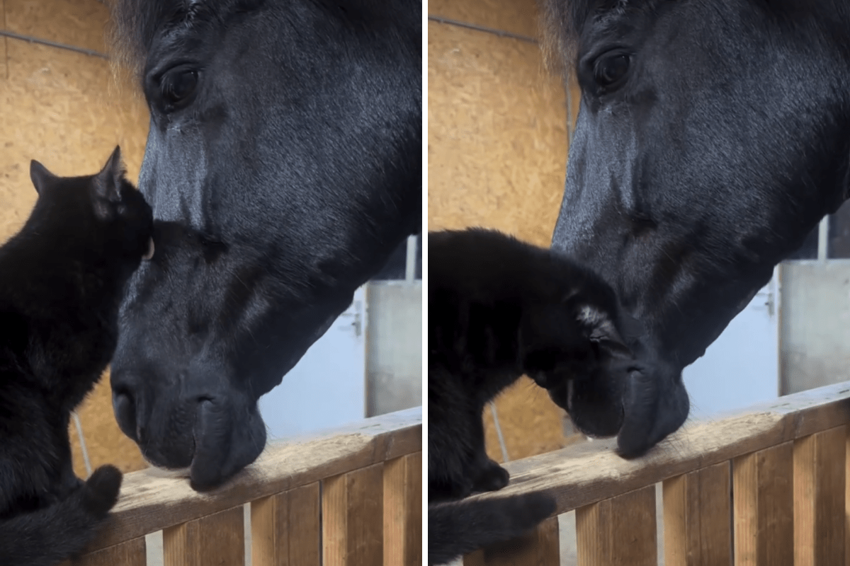 Unlikely friendship between cat and horse melts hearts
