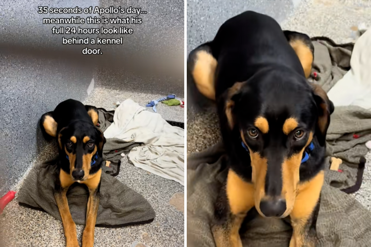 Tears as "perfect dog" shows signs of shutting down after months in shelter